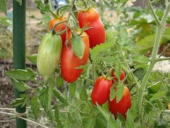 Tomatoさま専用 Amazon.com : Tomato Seeds - Suncherry Extra Sweet - Hybrid